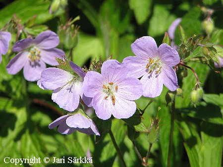 Geranium maculatum